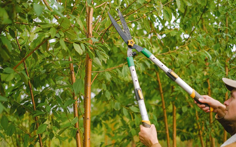 Tree trimming in Hyder, AK
